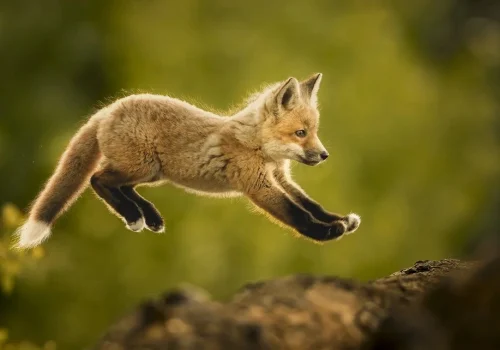 Photography by Donna Feledichuk