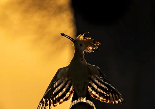 Photography by Hermis Valiyandiyil